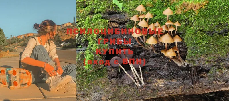 мега ТОР  Сосновка  Псилоцибиновые грибы Psilocybe  как найти закладки 